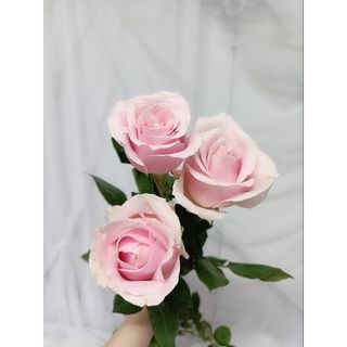 𝐇𝐨𝐚 𝐓𝐮̛𝐨̛𝐢 _Kem Hồng ĐL _𝐂𝐚̆́𝐦 𝐁𝐢̀𝐧𝐡 (1 Bó 30b ) _𝐒𝐡𝐢𝐩 𝐇𝐨̉𝐚 𝐓𝐨̂́𝐜