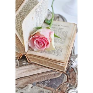 𝐇𝐨𝐚 𝐓𝐮̛𝐨̛𝐢 _Kem Hồng ĐL _𝐂𝐚̆́𝐦 𝐁𝐢̀𝐧𝐡 (1 Bó 30b ) _𝐒𝐡𝐢𝐩 𝐇𝐨̉𝐚 𝐓𝐨̂́𝐜