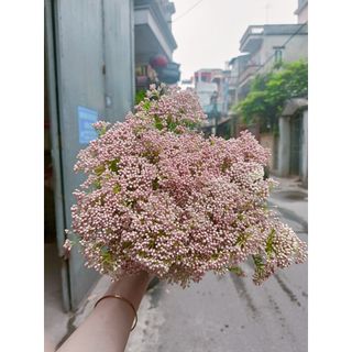 𝐇𝐨𝐚 𝐓𝐮̛𝐨̛𝐢 _Hoa Gạo_𝐂𝐚̆́𝐦 𝐁𝐢̀𝐧𝐡 (1 Bó ) _𝐒𝐡𝐢𝐩 𝐇𝐨̉𝐚 𝐓𝐨̂́𝐜