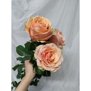 𝐇𝐨𝐚 𝐓𝐮̛𝐨̛𝐢 _Hồng ĐL Divia_𝐂𝐚̆́𝐦 𝐁𝐢̀𝐧𝐡 (1 Bó 28-30b ) _𝐒𝐡𝐢𝐩 𝐇𝐨̉𝐚 𝐓𝐨̂́𝐜