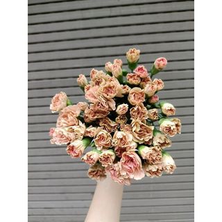 𝐇𝐨𝐚 𝐓𝐮̛𝐨̛𝐢 _Phăng Chùm_𝐂𝐚̆́𝐦 𝐁𝐢̀𝐧𝐡 (1 bó ) _𝐒𝐡𝐢𝐩 𝐇𝐨̉𝐚 𝐓𝐨̂́𝐜