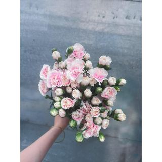 𝐇𝐨𝐚 𝐓𝐮̛𝐨̛𝐢 _Phăng Chùm_𝐂𝐚̆́𝐦 𝐁𝐢̀𝐧𝐡 (1 bó ) _𝐒𝐡𝐢𝐩 𝐇𝐨̉𝐚 𝐓𝐨̂́𝐜