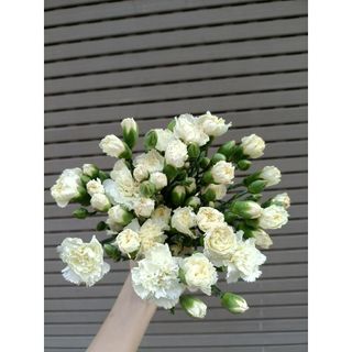 𝐇𝐨𝐚 𝐓𝐮̛𝐨̛𝐢 _Phăng Chùm_𝐂𝐚̆́𝐦 𝐁𝐢̀𝐧𝐡 (1 bó ) _𝐒𝐡𝐢𝐩 𝐇𝐨̉𝐚 𝐓𝐨̂́𝐜