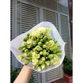 𝐇𝐨𝐚 𝐓𝐮̛𝐨̛𝐢 _Phăng Chùm_𝐂𝐚̆́𝐦 𝐁𝐢̀𝐧𝐡 (1 bó ) _𝐒𝐡𝐢𝐩 𝐇𝐨̉𝐚 𝐓𝐨̂́𝐜
