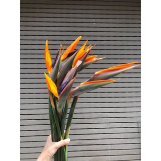 𝐇𝐨𝐚 𝐓𝐮̛𝐨̛𝐢 _Thiên Điểu _𝐂𝐚̆́𝐦 𝐁𝐢̀𝐧𝐡 (𝟏 𝐁𝐨́) _𝐒𝐡𝐢𝐩 𝐇𝐨̉𝐚 𝐓𝐨̂́𝐜