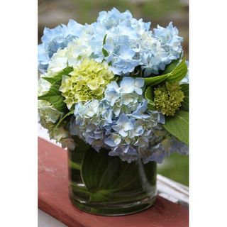 𝐇𝐨𝐚 𝐓𝐮̛𝐨̛𝐢 _Cẩm Tú Cầu Xanh Blue  _𝐂𝐚̆́𝐦 𝐁𝐢̀𝐧𝐡 ( 5 Bông)  𝐒𝐡𝐢𝐩 𝐇𝐨̉𝐚 𝐓𝐨̂́𝐜