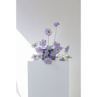 𝐇𝐨𝐚 𝐓𝐮̛𝐨̛𝐢 _ Scabiosa _𝐂𝐚̆́𝐦 𝐁𝐢̀𝐧𝐡 (1 Bó ) _𝐒𝐡𝐢𝐩 𝐇𝐨̉𝐚 𝐓𝐨̂́𝐜