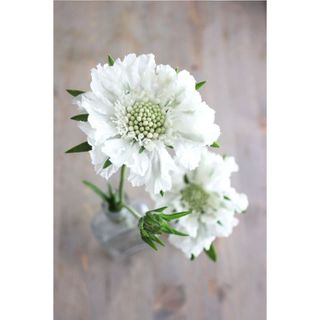 𝐇𝐨𝐚 𝐓𝐮̛𝐨̛𝐢 _ Scabiosa _𝐂𝐚̆́𝐦 𝐁𝐢̀𝐧𝐡 (1 Bó ) _𝐒𝐡𝐢𝐩 𝐇𝐨̉𝐚 𝐓𝐨̂́𝐜