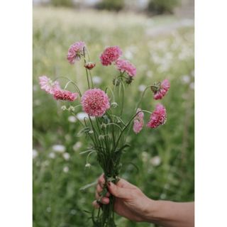 𝐇𝐨𝐚 𝐓𝐮̛𝐨̛𝐢 _ Scabiosa _𝐂𝐚̆́𝐦 𝐁𝐢̀𝐧𝐡 (1 Bó ) _𝐒𝐡𝐢𝐩 𝐇𝐨̉𝐚 𝐓𝐨̂́𝐜
