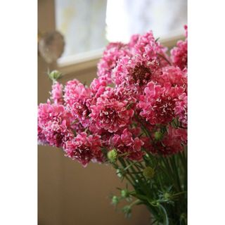 𝐇𝐨𝐚 𝐓𝐮̛𝐨̛𝐢 _ Scabiosa _𝐂𝐚̆́𝐦 𝐁𝐢̀𝐧𝐡 (1 Bó ) _𝐒𝐡𝐢𝐩 𝐇𝐨̉𝐚 𝐓𝐨̂́𝐜