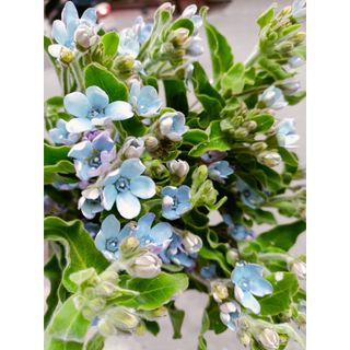 𝐇𝐨𝐚 𝐓𝐮̛𝐨̛𝐢 _Blue star  _𝐂𝐚̆́𝐦 𝐁𝐢̀𝐧𝐡 (𝟏 𝐁𝐨́ 5 cành ) _𝐒𝐡𝐢𝐩 𝐇𝐨̉𝐚 𝐓𝐨̂́𝐜