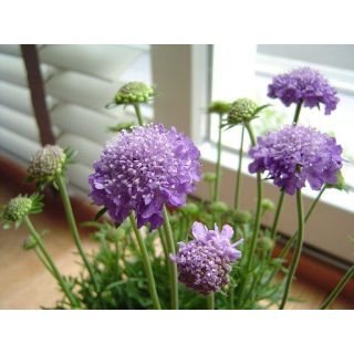 𝐇𝐨𝐚 𝐓𝐮̛𝐨̛𝐢 _ Scabiosa _𝐂𝐚̆́𝐦 𝐁𝐢̀𝐧𝐡 (1 Bó ) _𝐒𝐡𝐢𝐩 𝐇𝐨̉𝐚 𝐓𝐨̂́𝐜