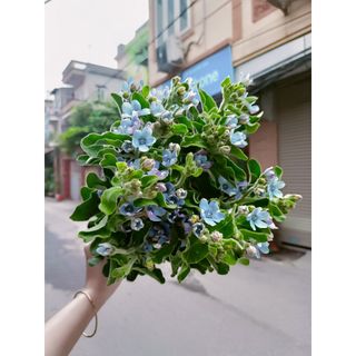 𝐇𝐨𝐚 𝐓𝐮̛𝐨̛𝐢 _Blue star  _𝐂𝐚̆́𝐦 𝐁𝐢̀𝐧𝐡 (𝟏 𝐁𝐨́ 5 cành ) _𝐒𝐡𝐢𝐩 𝐇𝐨̉𝐚 𝐓𝐨̂́𝐜