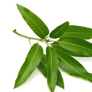 Chiết xuất Lá xoài - Nguyên liệu mỹ phẩm giá sỉ