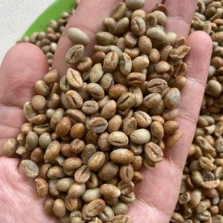 Cafe nhân xanh Robusta Black honey s14 giá sỉ