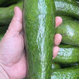 BƠ SÁP TUYỆT NGON NHA giá sỉ