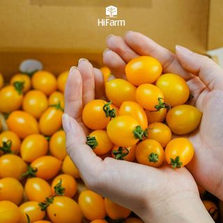 Cà chua Chery (vàng) giá sỉ