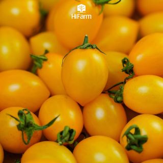 Cà chua Chery (vàng)