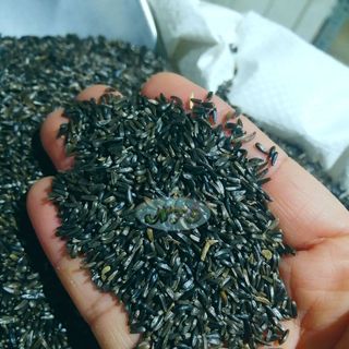 Hạt niger dùng làm hạt trộn ngũ cốc giá sỉ