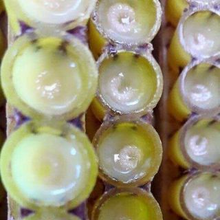 SỮA ONG CHÚA TƯƠI NGUYÊN CHẤT