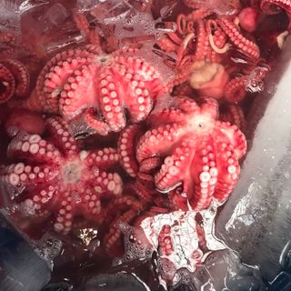 Bạch tuộc Hấp chín mini từ 500g