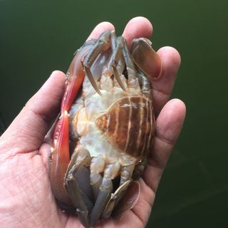 Cua lột