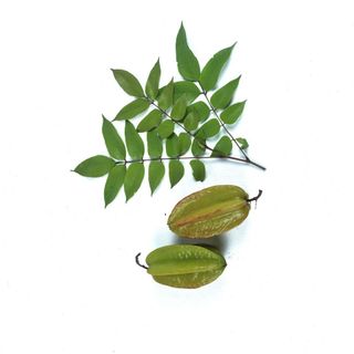Chiết xuất Lá khế - Nguyên liệu mỹ phẩm giá sỉ