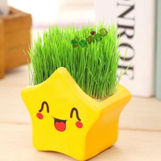 Chậu trồng cây kèm hạt giống và đất trồng cây