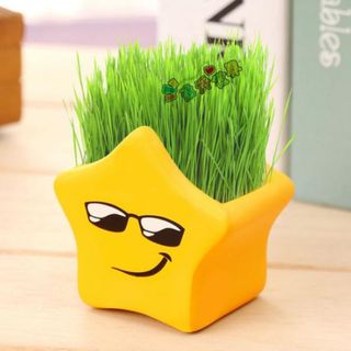 Chậu trồng cây kèm hạt giống và đất trồng cây