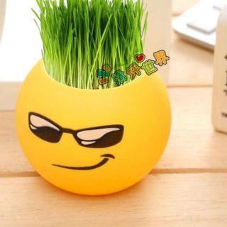 Chậu trồng cây kèm hạt giống và đất trồng cây