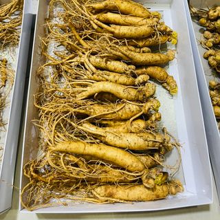 Sâm tươi Hàn Quốc 6 năm tuổi loại 25-30củ/kg (sâm hầm gà)