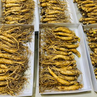 Sâm tươi Hàn Quốc 6 năm tuổi loại 25-30củ/kg (sâm hầm gà)