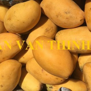 XOÀI KEO / XOÀI CHU / XOÀI CÁT CHU FRESH - AN VẠN THỊNH FOOD