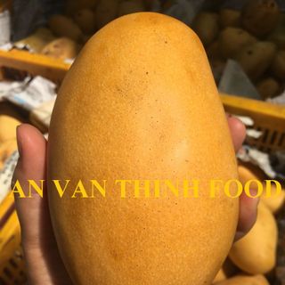 XOÀI KEO / XOÀI CHU / XOÀI CÁT CHU FRESH - AN VẠN THỊNH FOOD