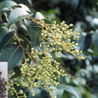 🌸 Tận hưởng sức khỏe và sự phục hồi với Cao Khô Nữ Trinh Tử từ Biogreen 🌸