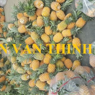 DỨA ĐÔNG LẠNH / KHÓM ĐÔNG LẠNH / THƠM ĐÔNG LẠNH IQF PINEAPPLE QUEEN FROZEN PINEAPPLE QUEEN - AN VAN THINH FOOD