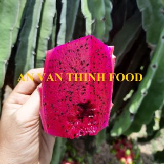 THANH LONG ĐỎ THANH LONG TRẮNG FRESH RED DRAGON FRUIT FRESH WHITE DRAGON FRUIT FRESH DRAGON FRUIT  - AN VAN THINH FOOD