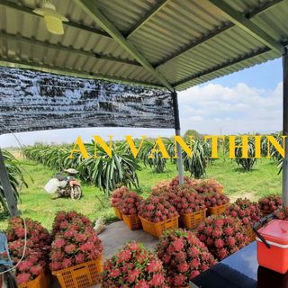 THANH LONG ĐỎ THANH LONG TRẮNG FRESH RED DRAGON FRUIT FRESH WHITE DRAGON FRUIT FRESH DRAGON FRUIT  - AN VAN THINH FOOD