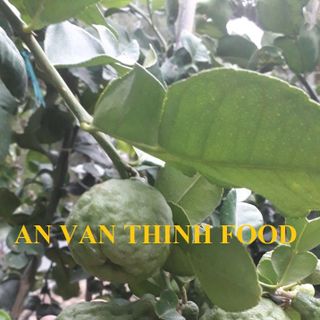 CHANH TƯƠI, NƯỚC CHANH, CHANH KHÔNG HẠT, CHANH THÁI FRESH LIME KAFFIR FRESH LIME SEEDLESS - AN VAN THINH FOOD