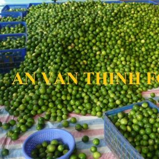 CHANH ĐÔNG LẠNH NƯỚC CHANH ĐÔNG LẠNH CHANH KHÔNG HẠT ĐÔNG LẠNH IQF LIME SEEDLESS FROZEN LIME SEEDLESS - AN VAN THINH FOOD