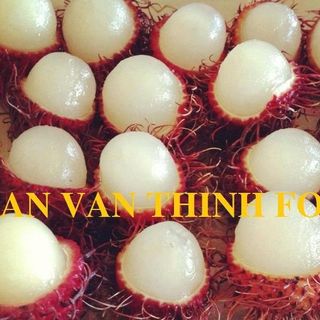 CHÔM CHÔM ĐÔNG LẠNH, IQF RAMBUTAN, FROZEN RAMBUTAN TO EXPORT FROM AN VAN THINH FOOD COMPANY
