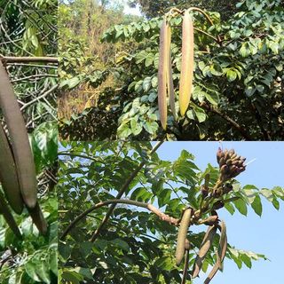 🌰 Khám phá tác dụng tuyệt vời của Cao Khô Núc Nác từ Biogreen! 🌰