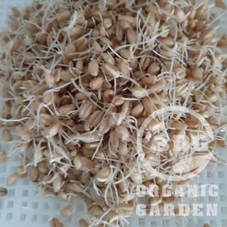 SỈ bao 25kg hạt giống CỎ LÚA MÌ mầu nâu đỏ - xuất xứ ITALY