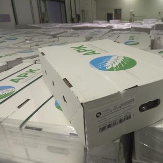 Dựng heo trước A APK - Sỉ đầu cont