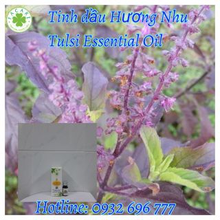 Tinh dầu Hương nhu Tulsi essential oil giúp khử mùi, làm thơm phòng -10ml giá sỉ