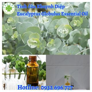 Tinh dầu Khuynh Diệp Eucalyptus Globulus essential oil làm thơm phòng - 10ml giá sỉ
