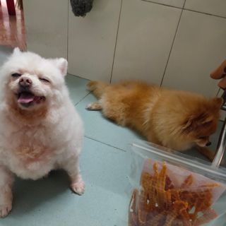 Gà sấy cho chó ANVUIVL gà sấy mè rang thơm ngon làm bánh thưởng cho chó