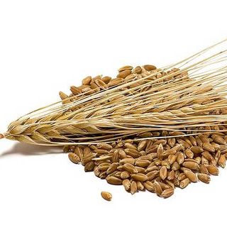 Cao khô phù tiểu mạch - Lựa chọn tự nhiên cho sức khỏe của bạn!