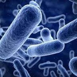 Bán men vi sinh Lactobacillus rhamnosus đa dạng hàm lượng, giá tốt nhất thị trường
