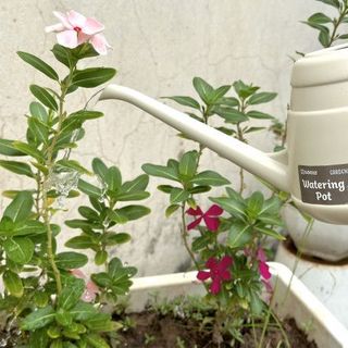 Bình tưới cây bằng nhựa cao cấp dáng thấp Nakaya nhập khẩu từ Nhật Bản